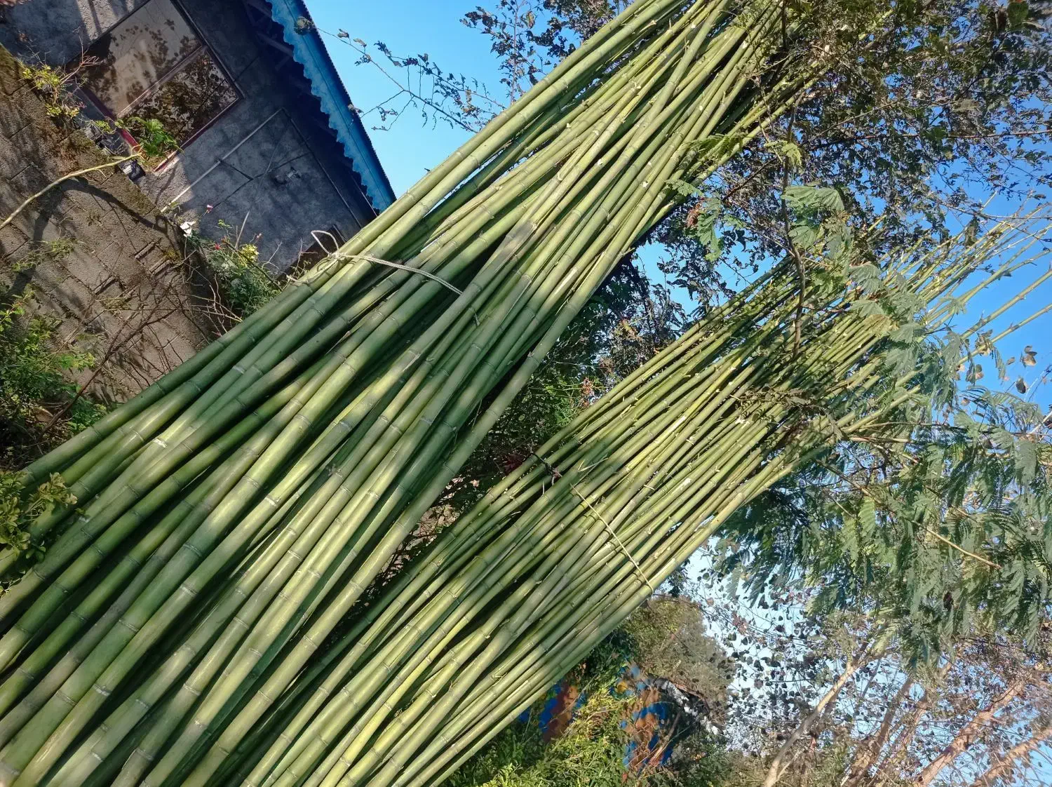 بامبو با کیفیت|صنایع دستی و سایر لوازم تزئینی|پیربازار, |دیوار