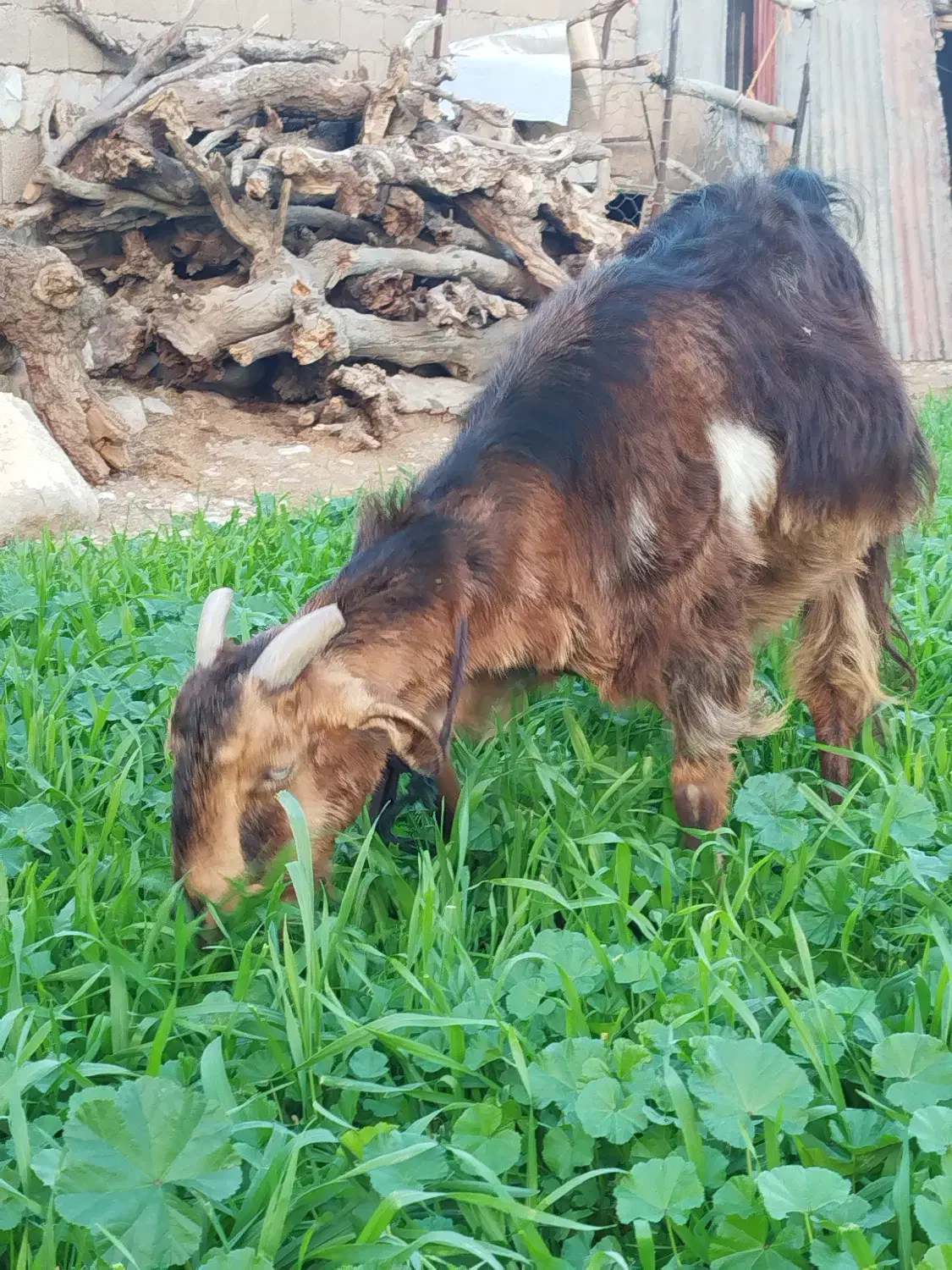 تعدادی بز نژاد دار فروش تا فردا فقط|حیوانات مزرعه|مهران (ایلام), |دیوار