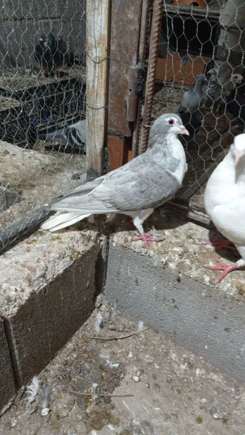 کبوتر رنگی و پلاکی قره|پرنده|شنبه و طسوج, |دیوار