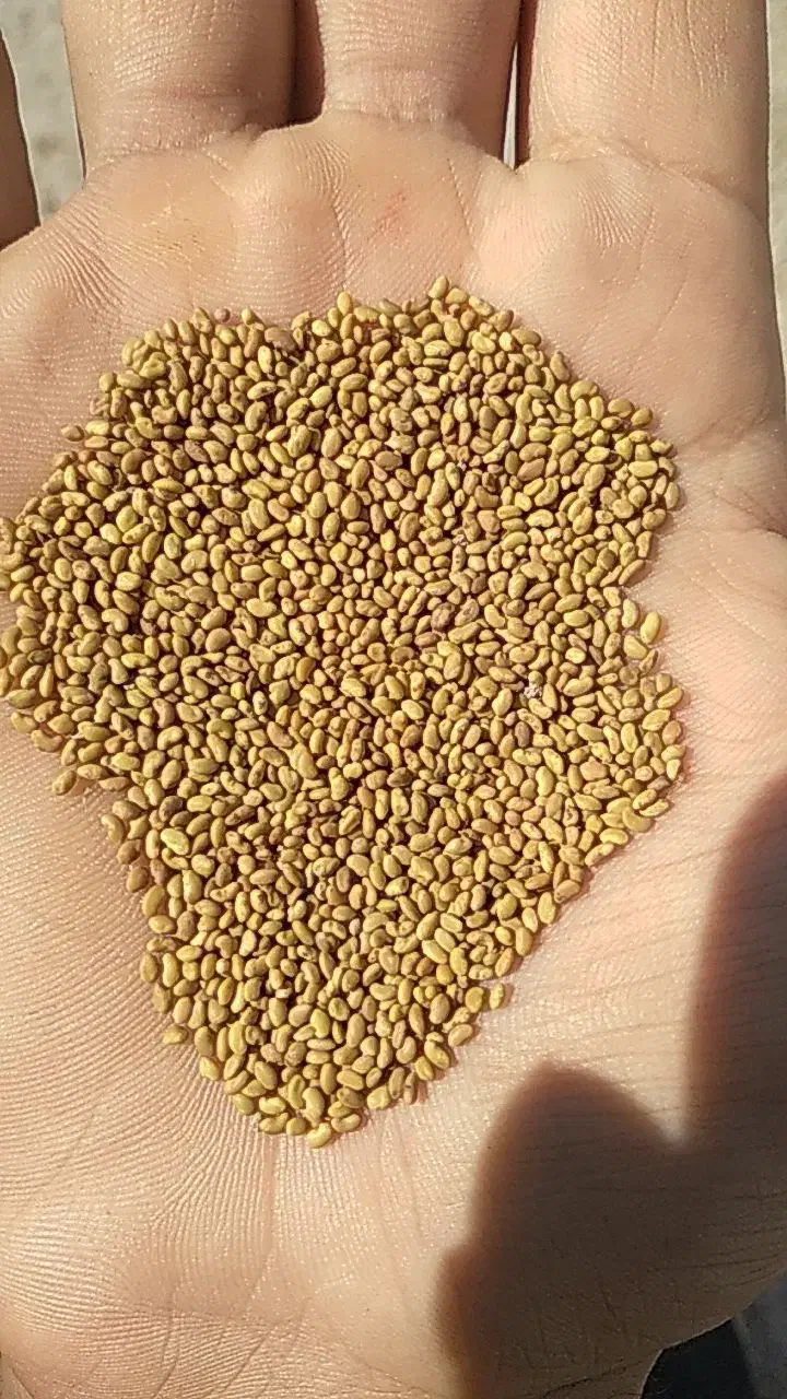 بذریونجه بغدادی دستگیر|خدمات باغبانی و درختکاری|اهواز, زرگان|دیوار