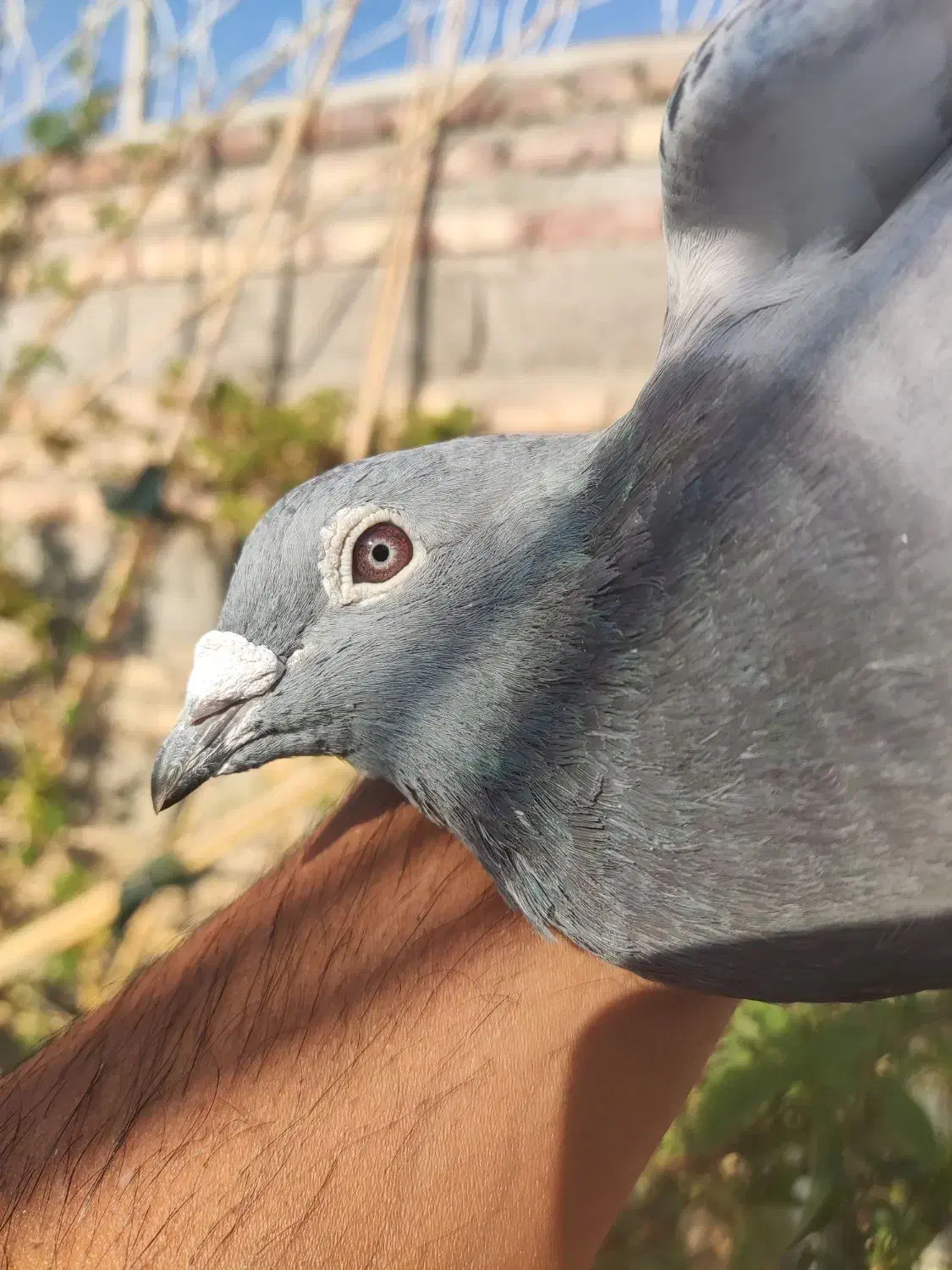 نر آردن معاوضه|پرنده|کرباسک, |دیوار