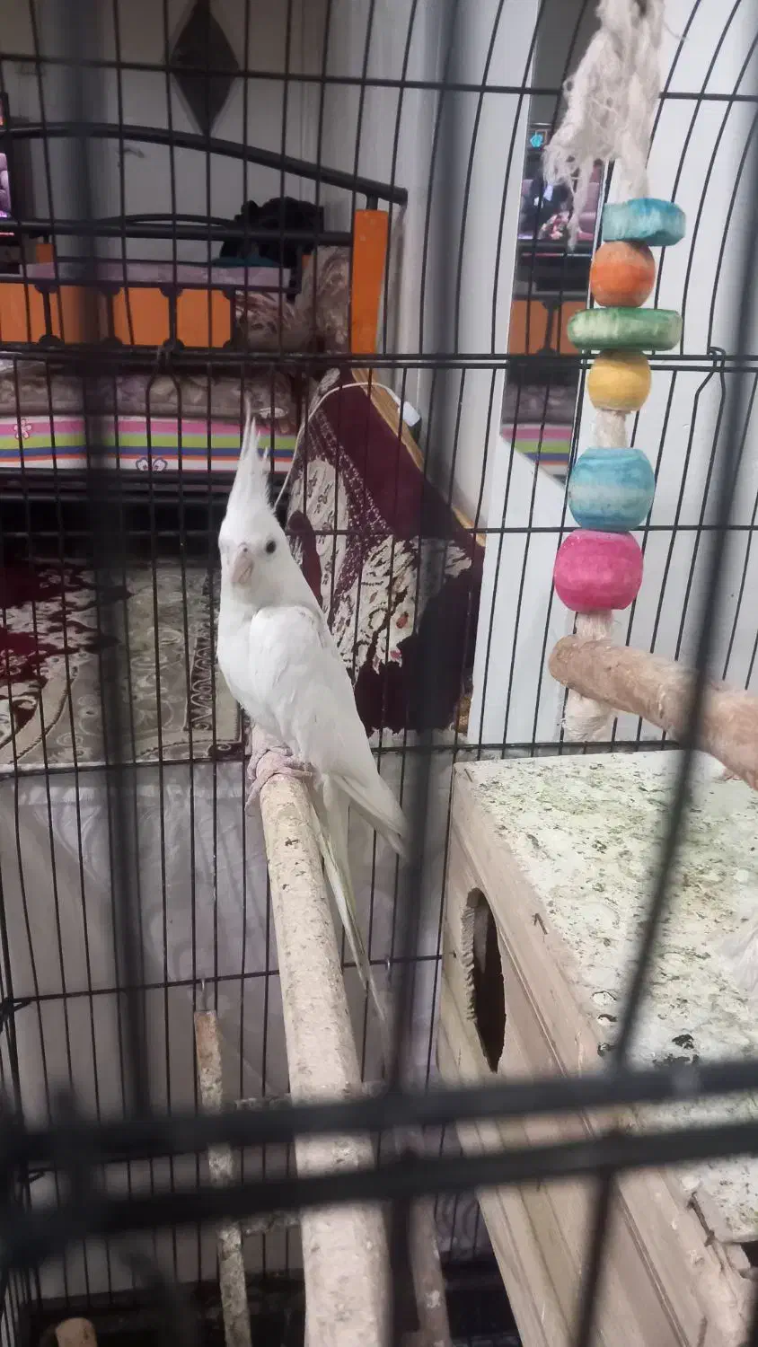 عروس هلندی ماده البینو ۱ساله تک خال آماده جفت|پرنده|تهران, کیانشهر|دیوار