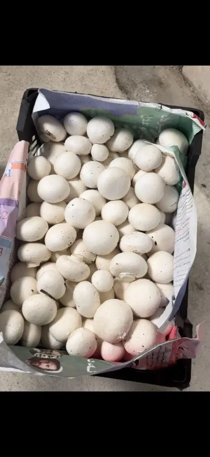 پخش قارچ|خوردنی و آشامیدنی|تربت جام, جامرود|دیوار