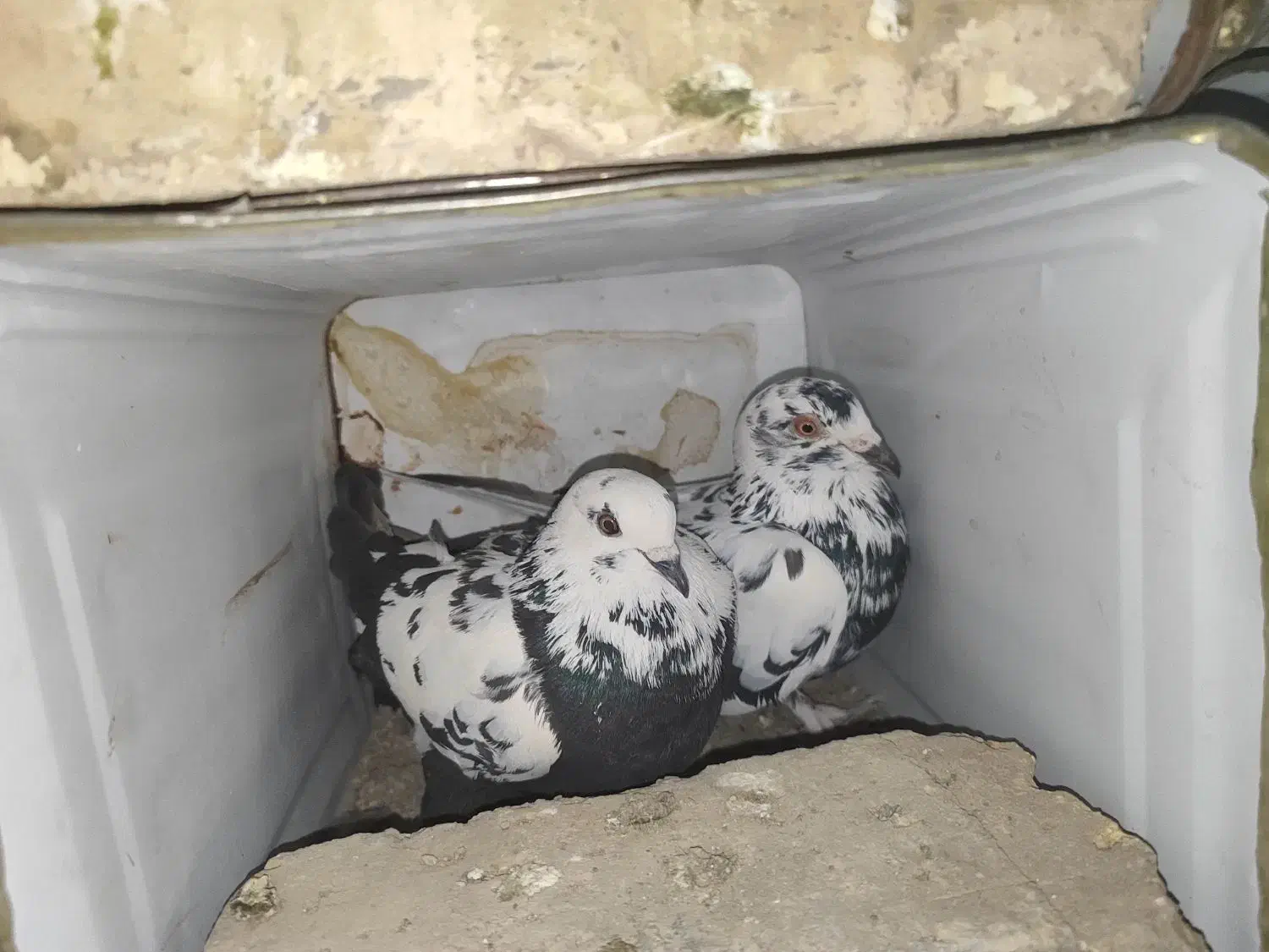 تعدادی کبوتر بزک تهرونی کاشونی شازده پلاکی|پرنده|شهرضا, |دیوار