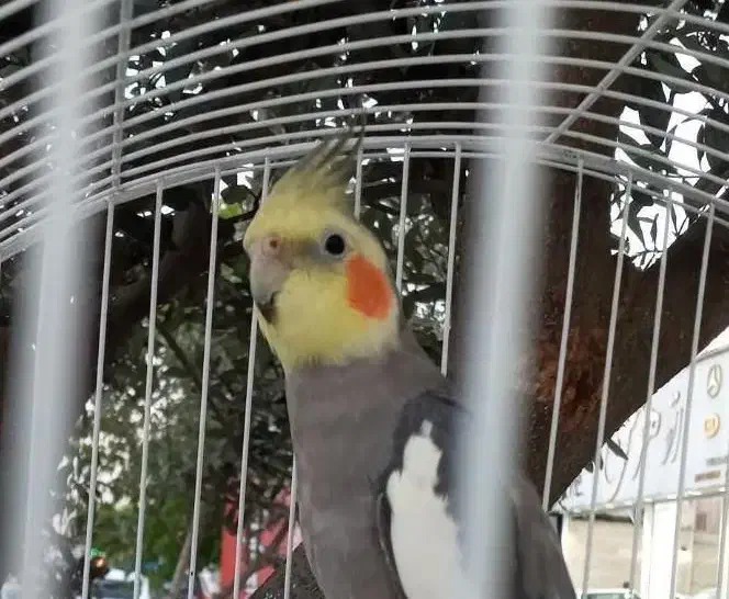 طوطی عروس نر سخنگو رام با قفس|پرنده|رشت, یخسازی|دیوار