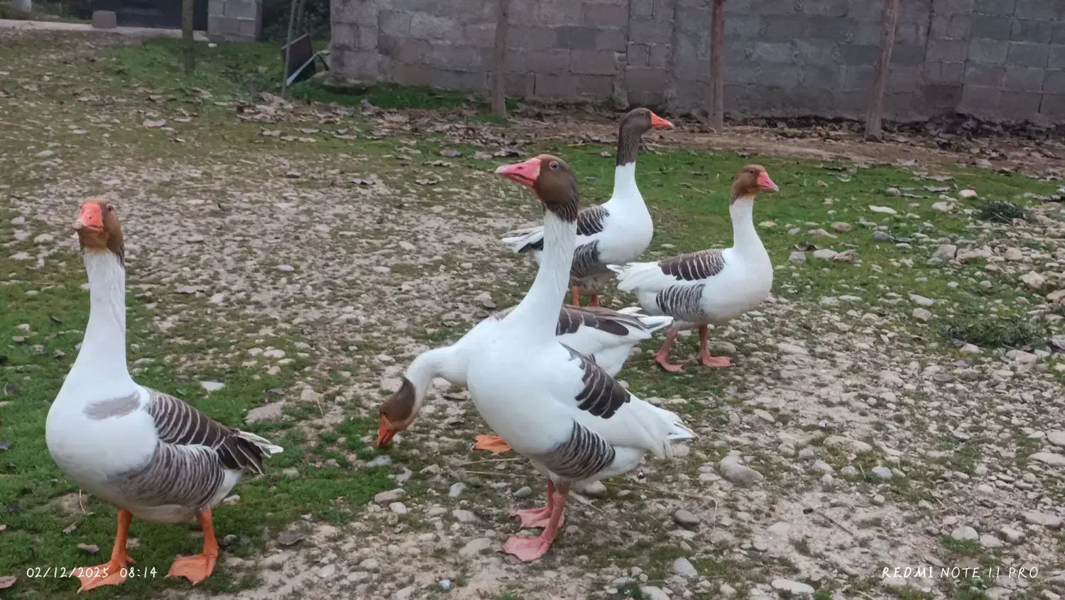 غاز ۶|حیوانات مزرعه|فومن, |دیوار