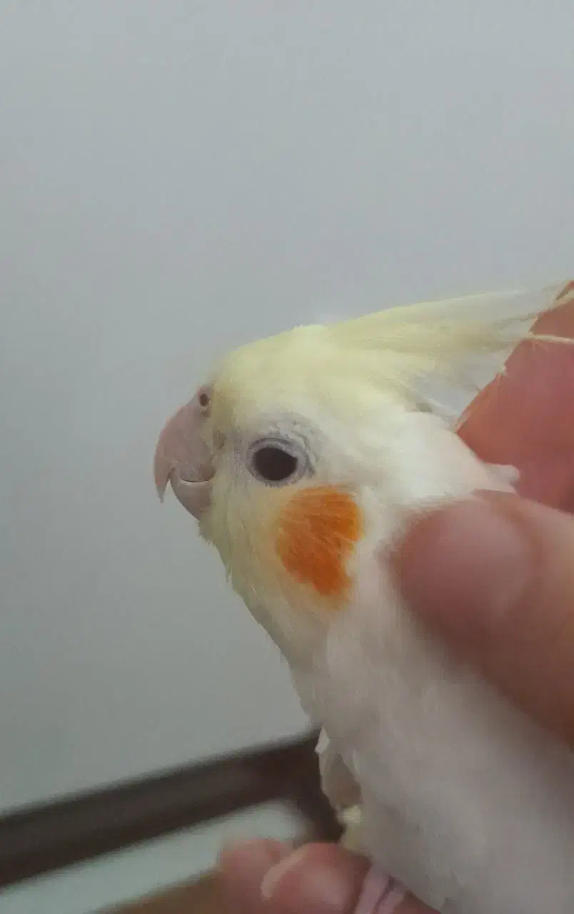 عروس هلندی|پرنده|شهر ری, دیلمان|دیوار