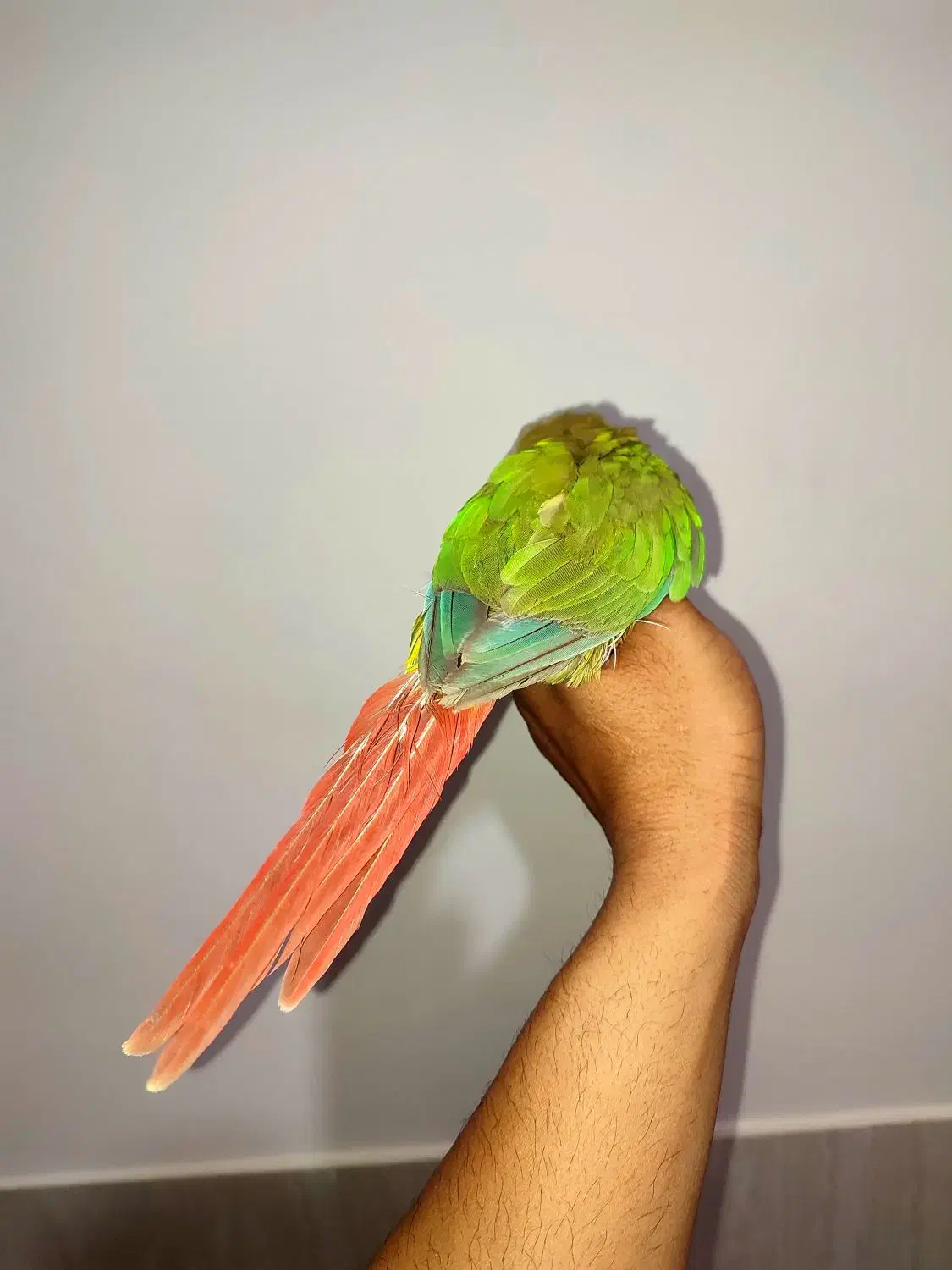 گرینچیک اهلی نر|پرنده|بوشهر, |دیوار