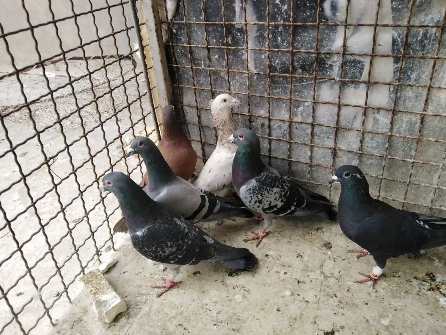 کفتر|پرنده|مشهد, ابوذر|دیوار