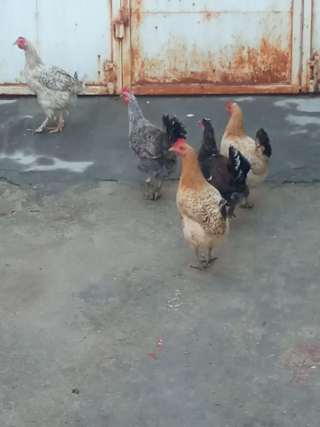 مرغ|حیوانات مزرعه|لنده, |دیوار