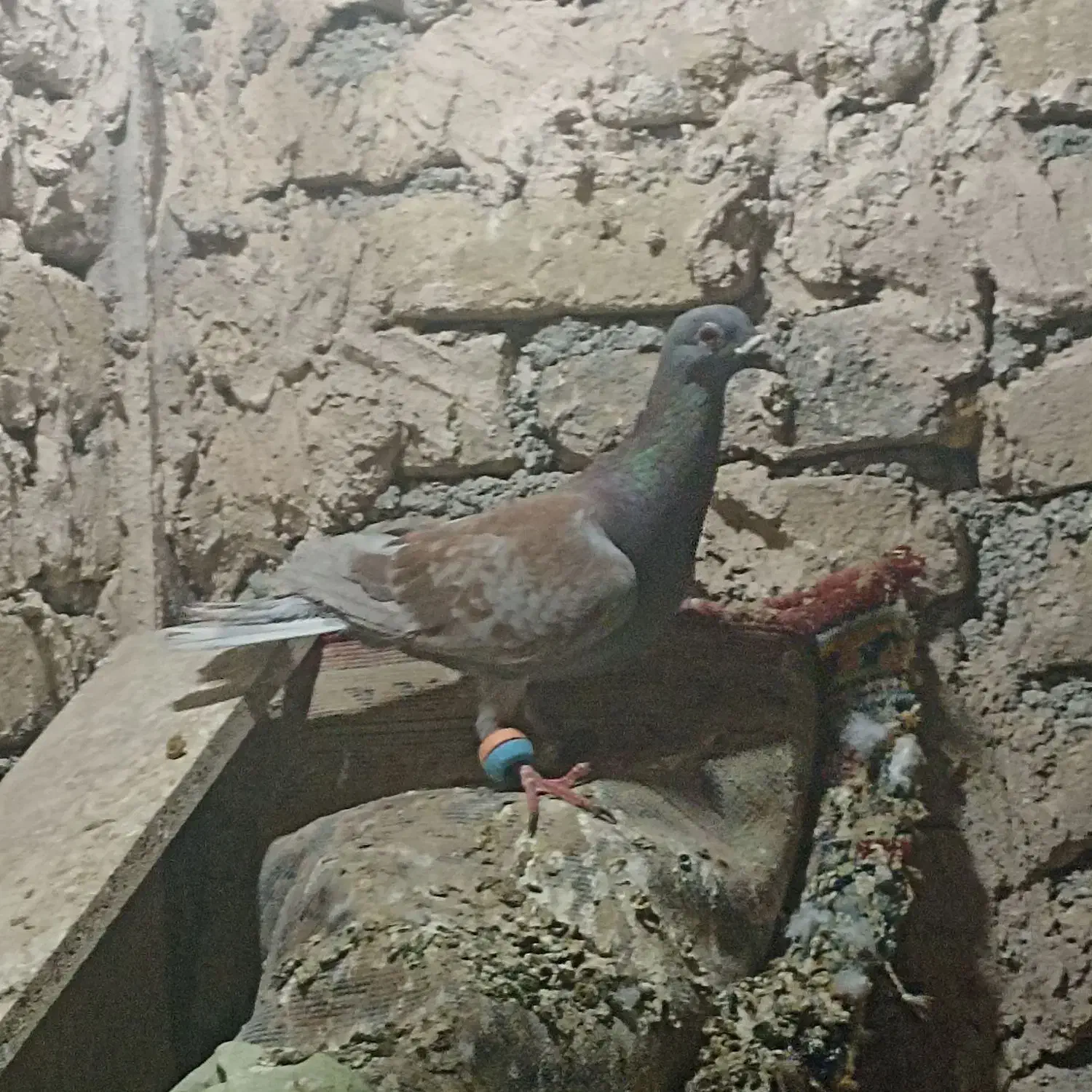 اوقون نر آلمانی|پرنده|تربت‌حیدریه, رضاشهر|دیوار