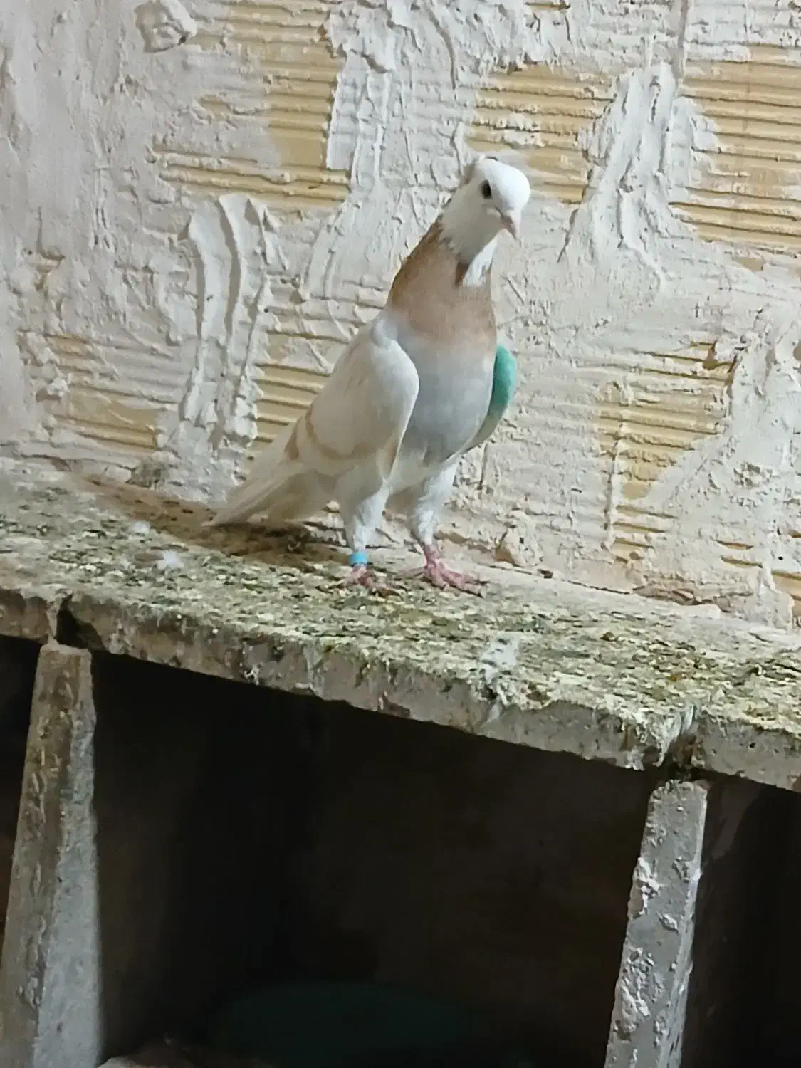 کفتر خوب|حیوانات|قم, نیروگاه|دیوار