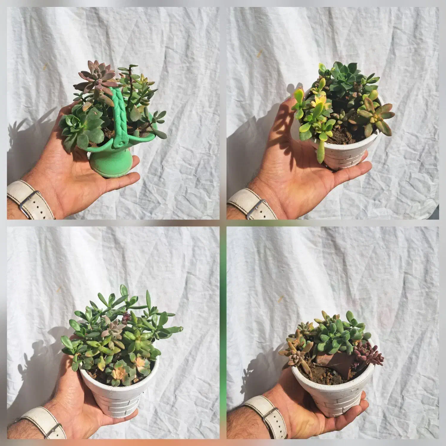 گل های طبیعی|گل و گیاه طبیعی|شیراز, کوشک میدان|دیوار