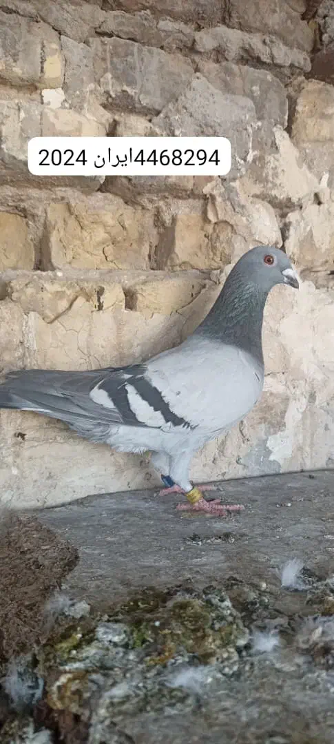 کبوتر ۲عدد|پرنده|اهواز, بیست متری شهرداری|دیوار