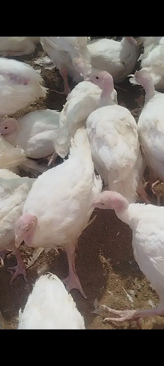 بوقلمون بیوتی ۶ فوق سنگین|حیوانات مزرعه|اصفهان, آبشار|دیوار