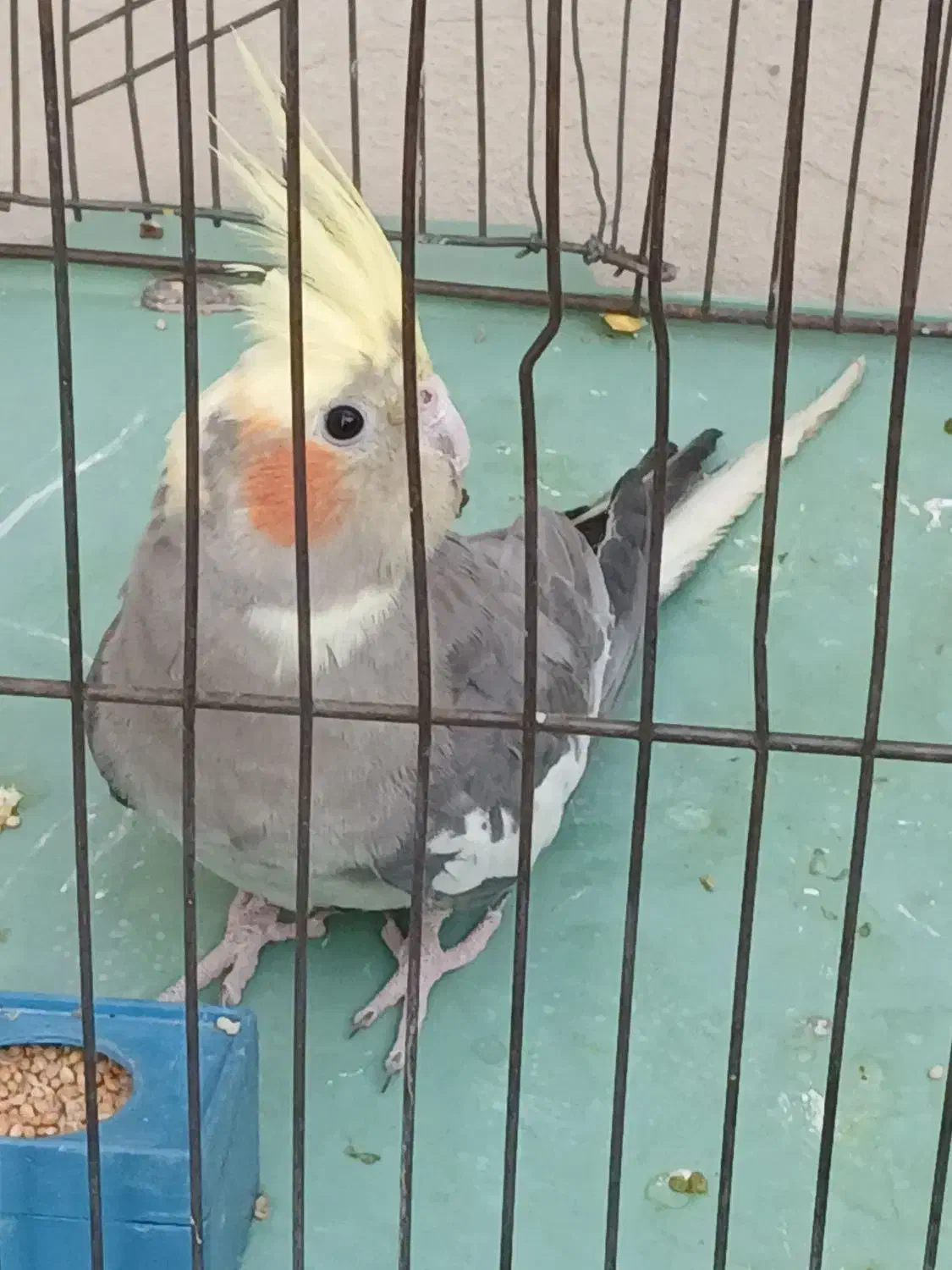 عروس هلندی نر|پرنده|تهران, بهجتآباد|دیوار