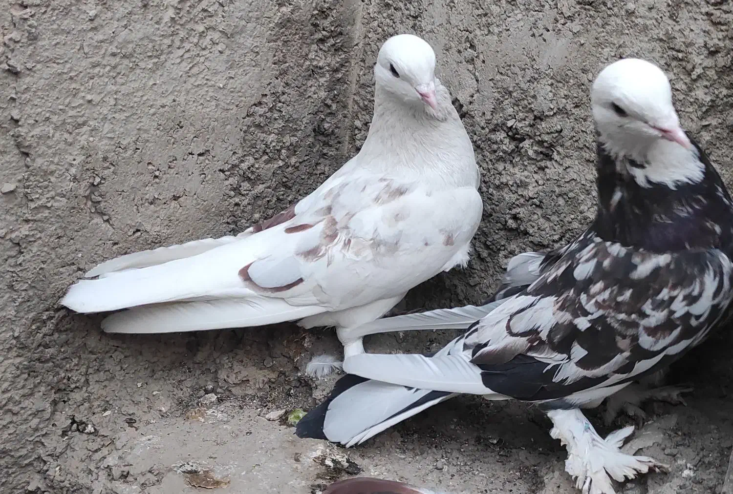 چن جفت پاجفتی ب علت دعوا|پرنده|بهارستان, |دیوار