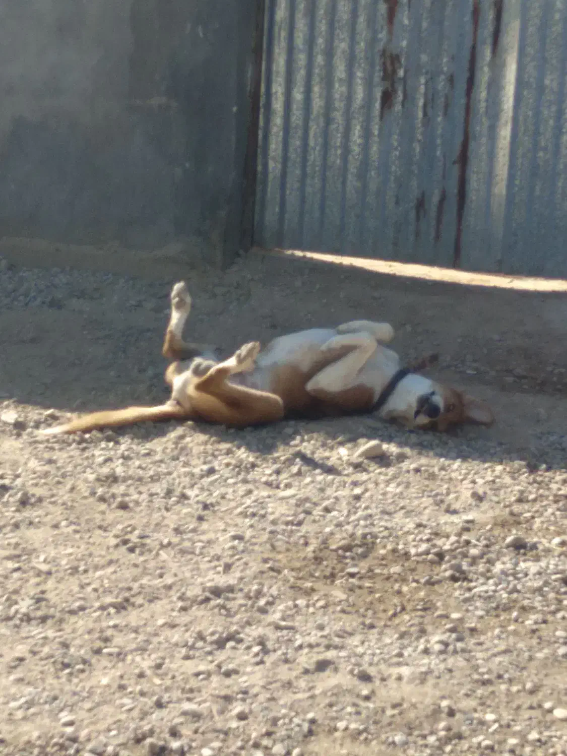 سگون م برون|سگ|دزفول, |دیوار