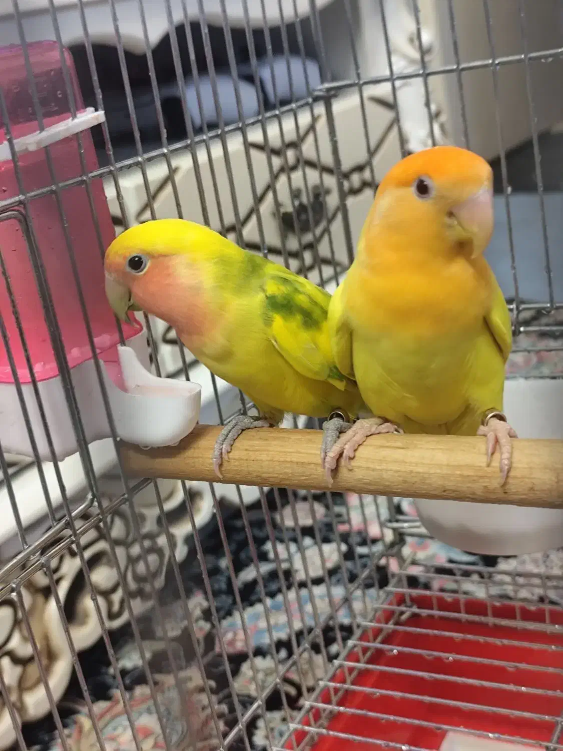 طوطی برزیلی|پرنده|تهران, نیکنام|دیوار