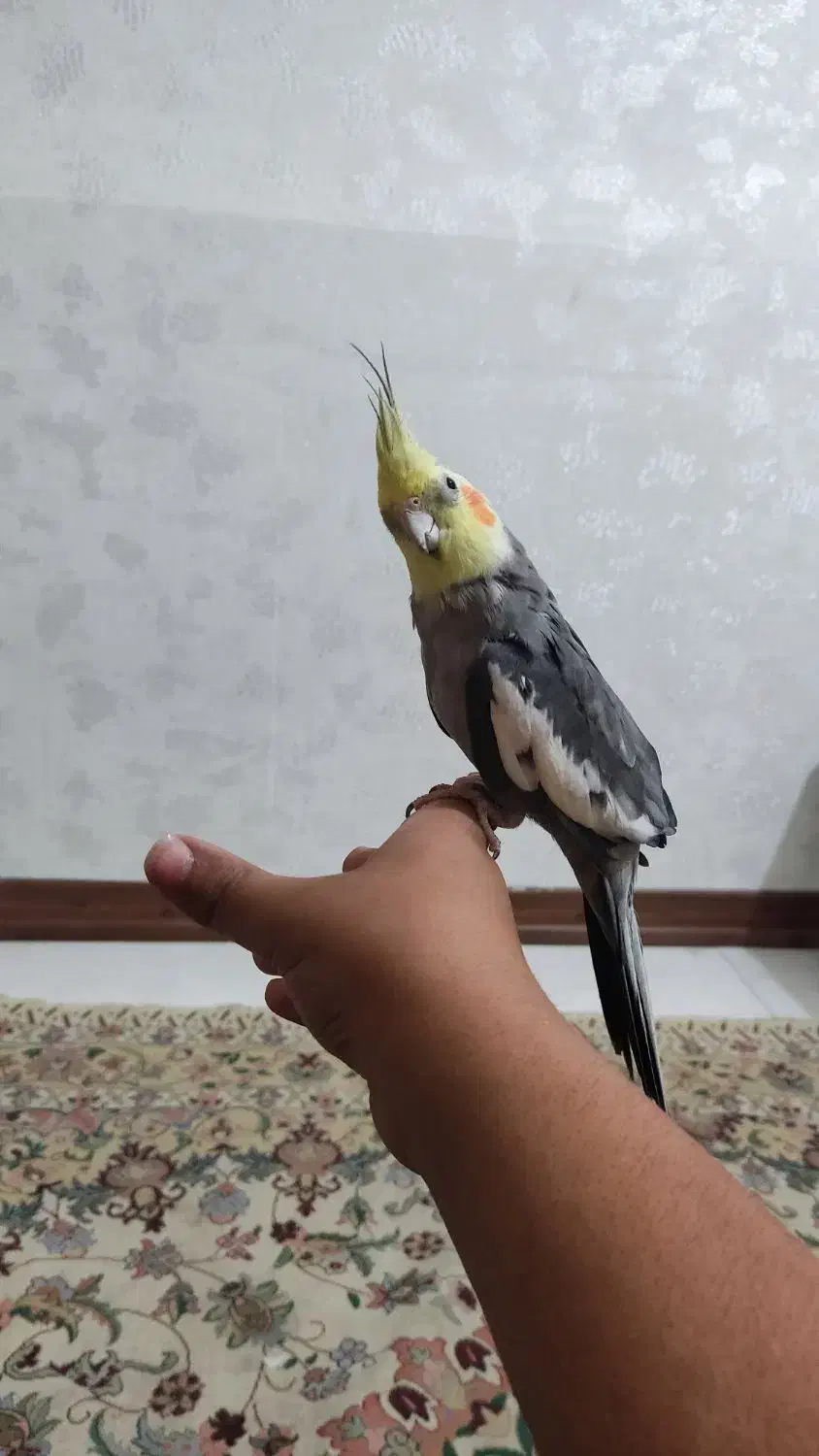 عروس هلندی نر|پرنده|اهواز, کوی بشارت|دیوار