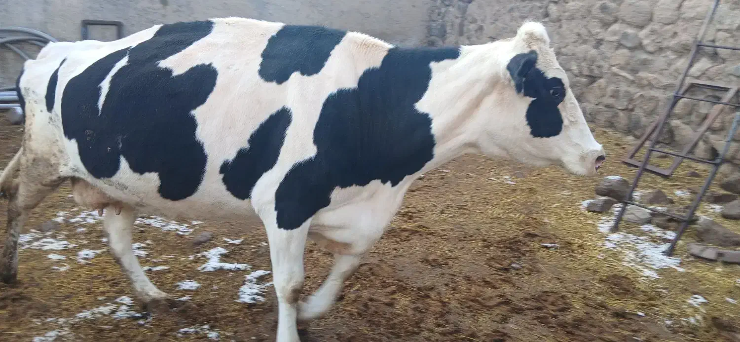 گاو گوشتی|حیوانات مزرعه|نظر کهریزی, |دیوار