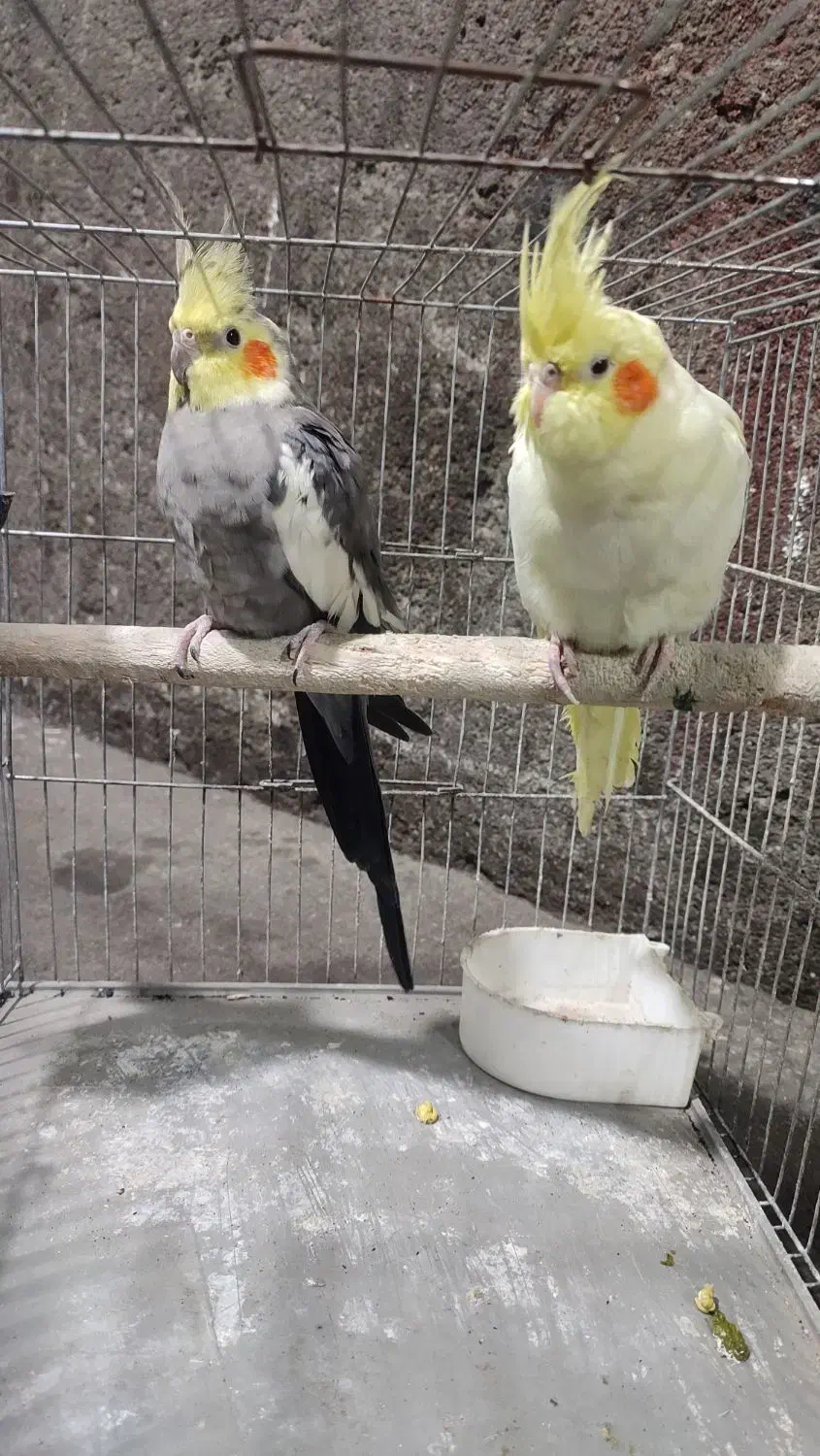 عروس هلندی|پرنده|ماسال, |دیوار