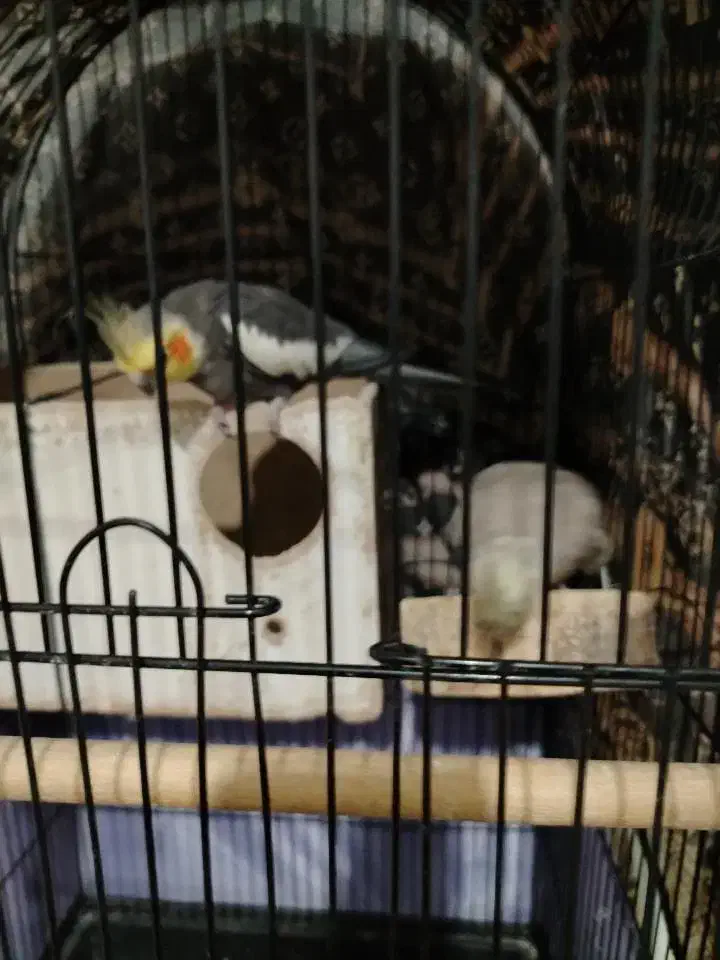 عروس هلندی ماشین جوجه کشی|پرنده|پاکدشت, پاکدشت (مامازند)|دیوار