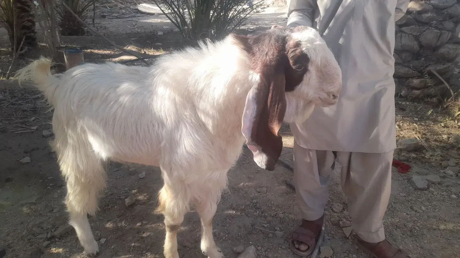 پاچن فروشی|حیوانات مزرعه|سراوان, |دیوار