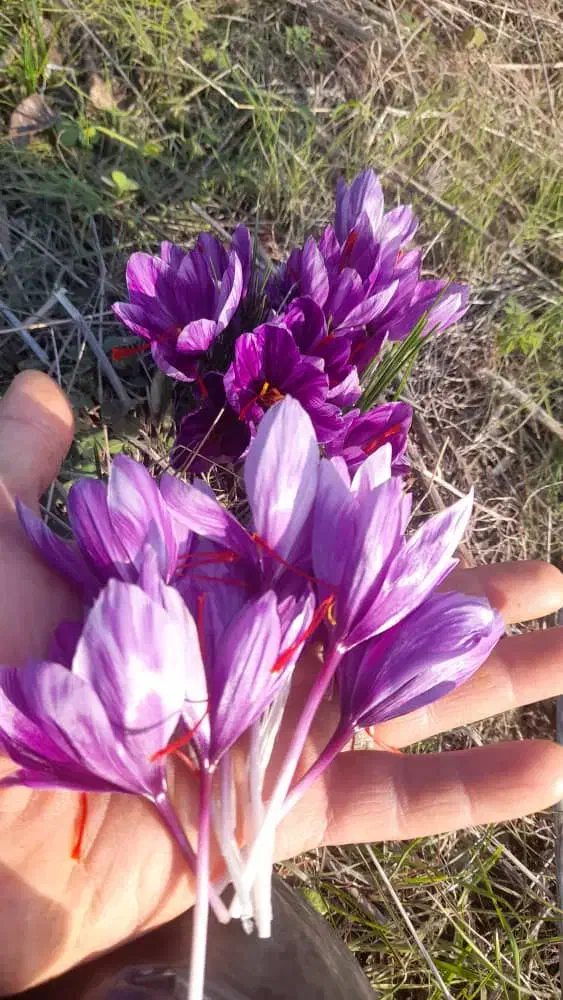 وام دستی نیاز دارم فوری|فعالیت داوطلبانه|گنبد کاووس, |دیوار