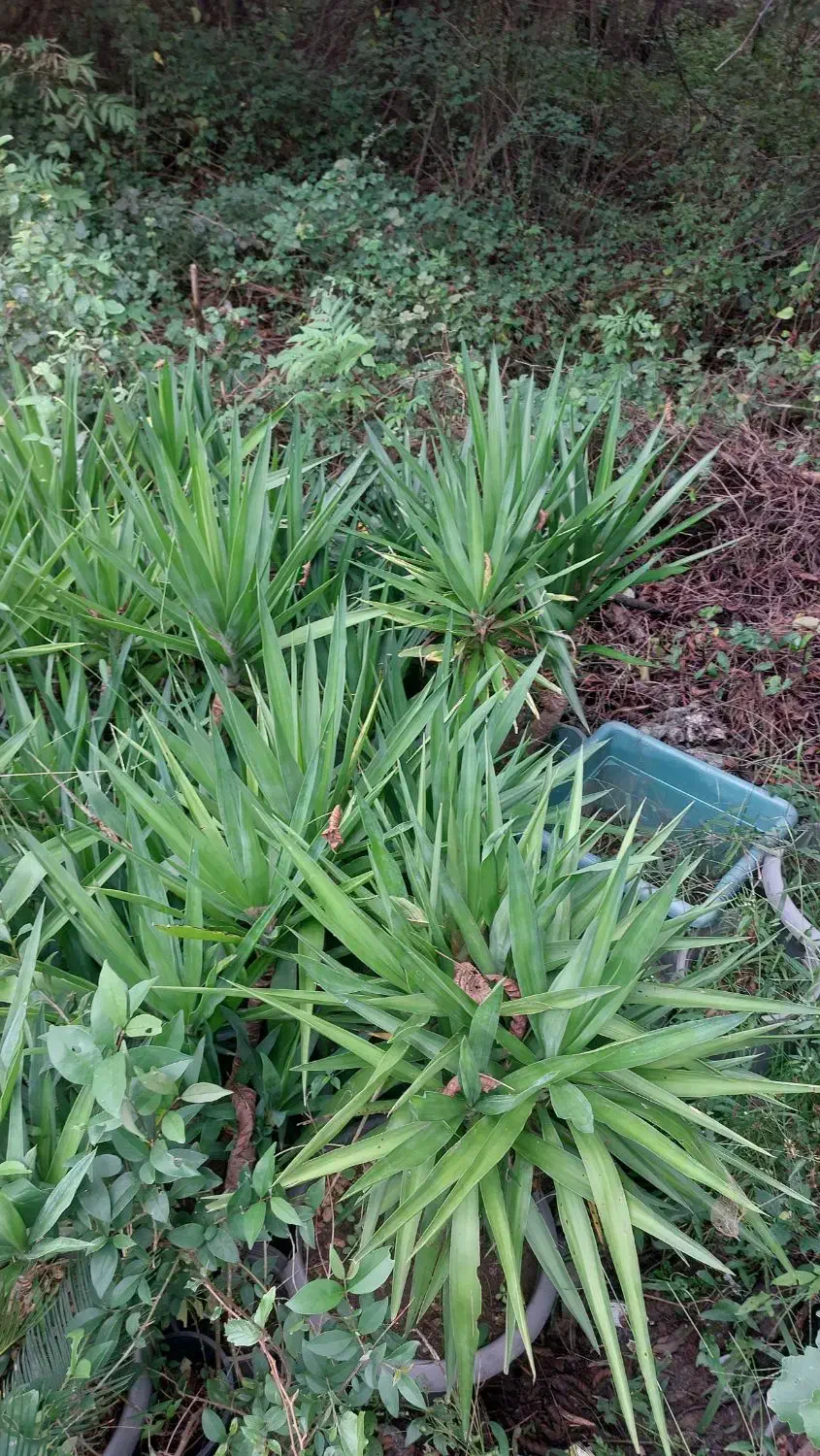 فروش گل یوکا و رونده کرپ و ...|گل و گیاه طبیعی|رحیم‌آباد, |دیوار