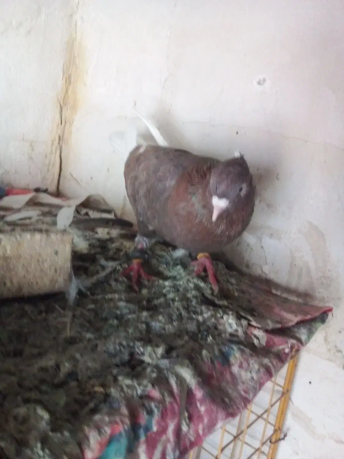 سوسنی چشم نوک|پرنده|مسجد سلیمان, |دیوار