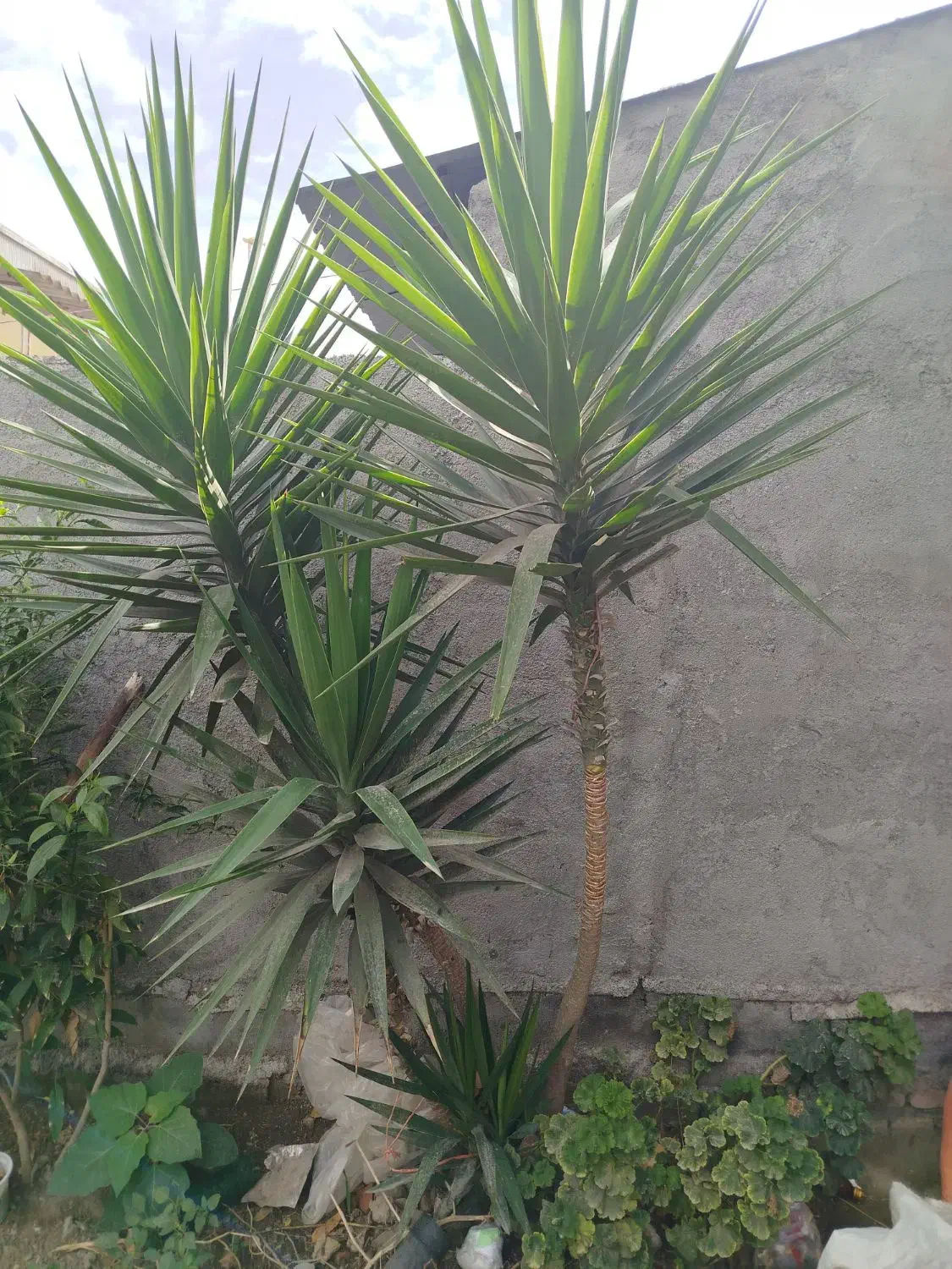 درختچه یوکا|گل و گیاه طبیعی|بندر ترکمن, |دیوار