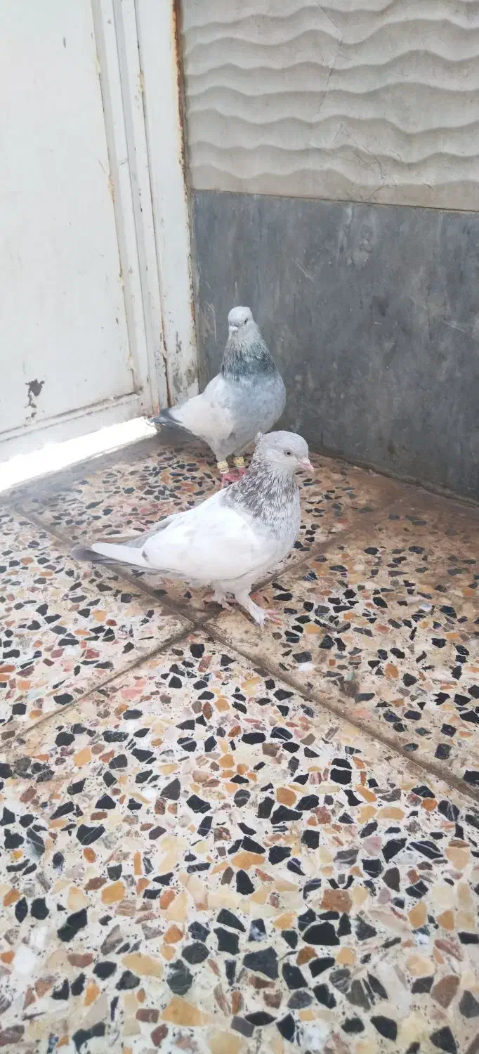 کفتر سینه|پرنده|شیراز, محراب|دیوار