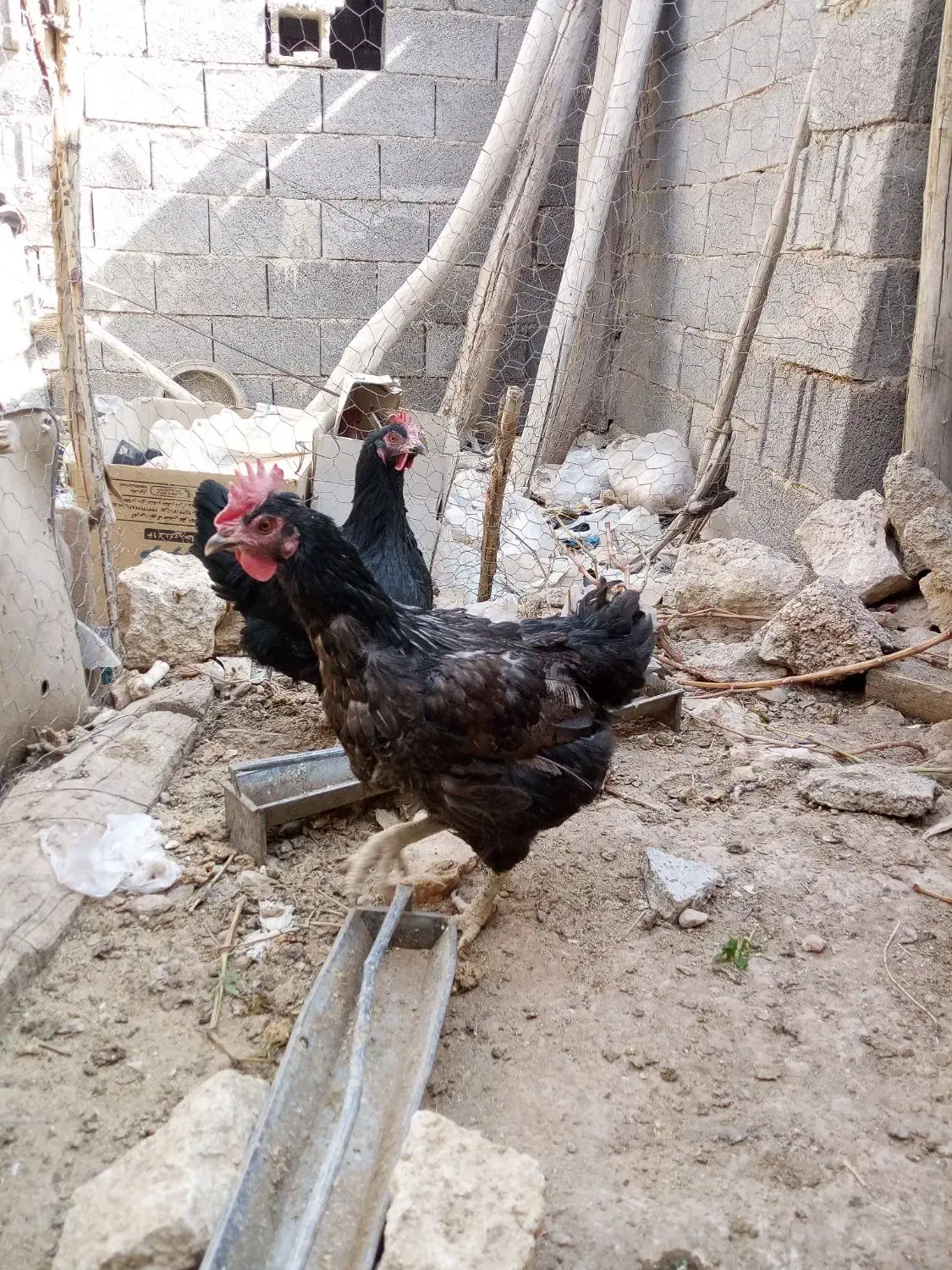 فروش مرغ سیاه برای قربانی و جوجه محلی|حیوانات مزرعه|خرم بید, |دیوار