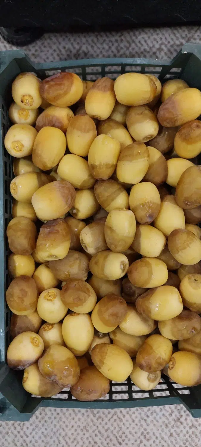 رطب جنوب|خوردنی و آشامیدنی|تهران, ترمینال جنوب|دیوار
