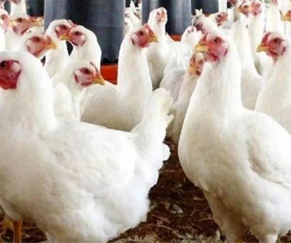 مرغ گوشتی زنده فروشی|حیوانات مزرعه|مشهد, درزآب|دیوار