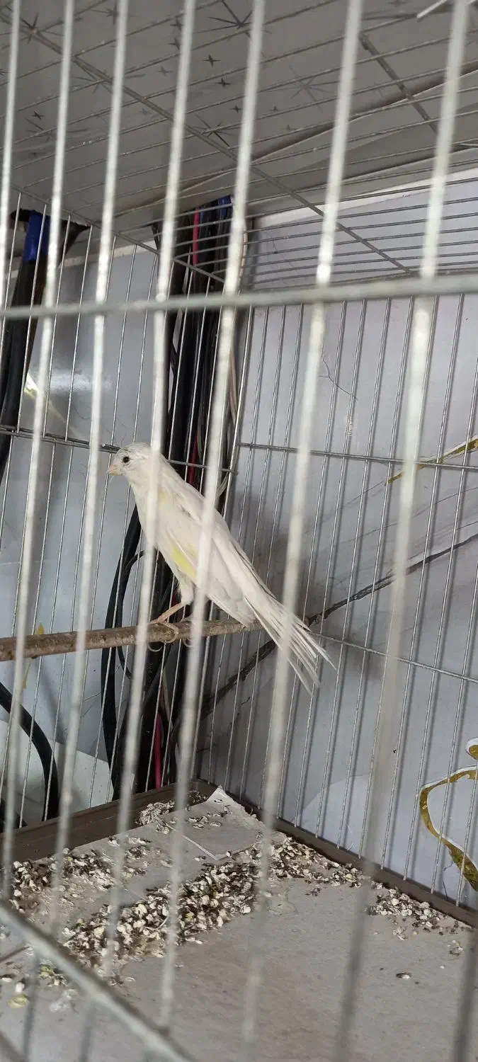 قناری سفید|پرنده|قم, زند آباد|دیوار