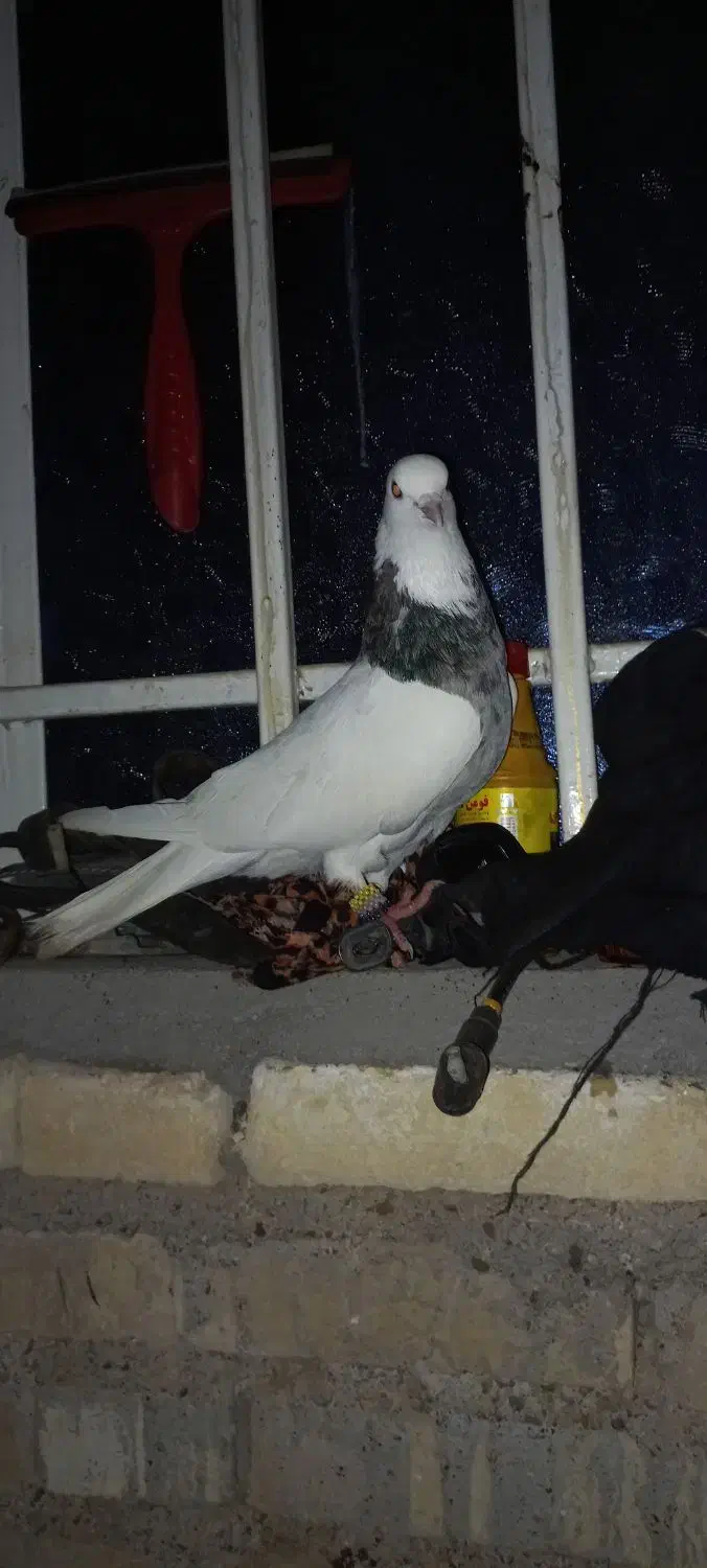 کبوتر رنگی|پرنده|سوسنگرد, |دیوار