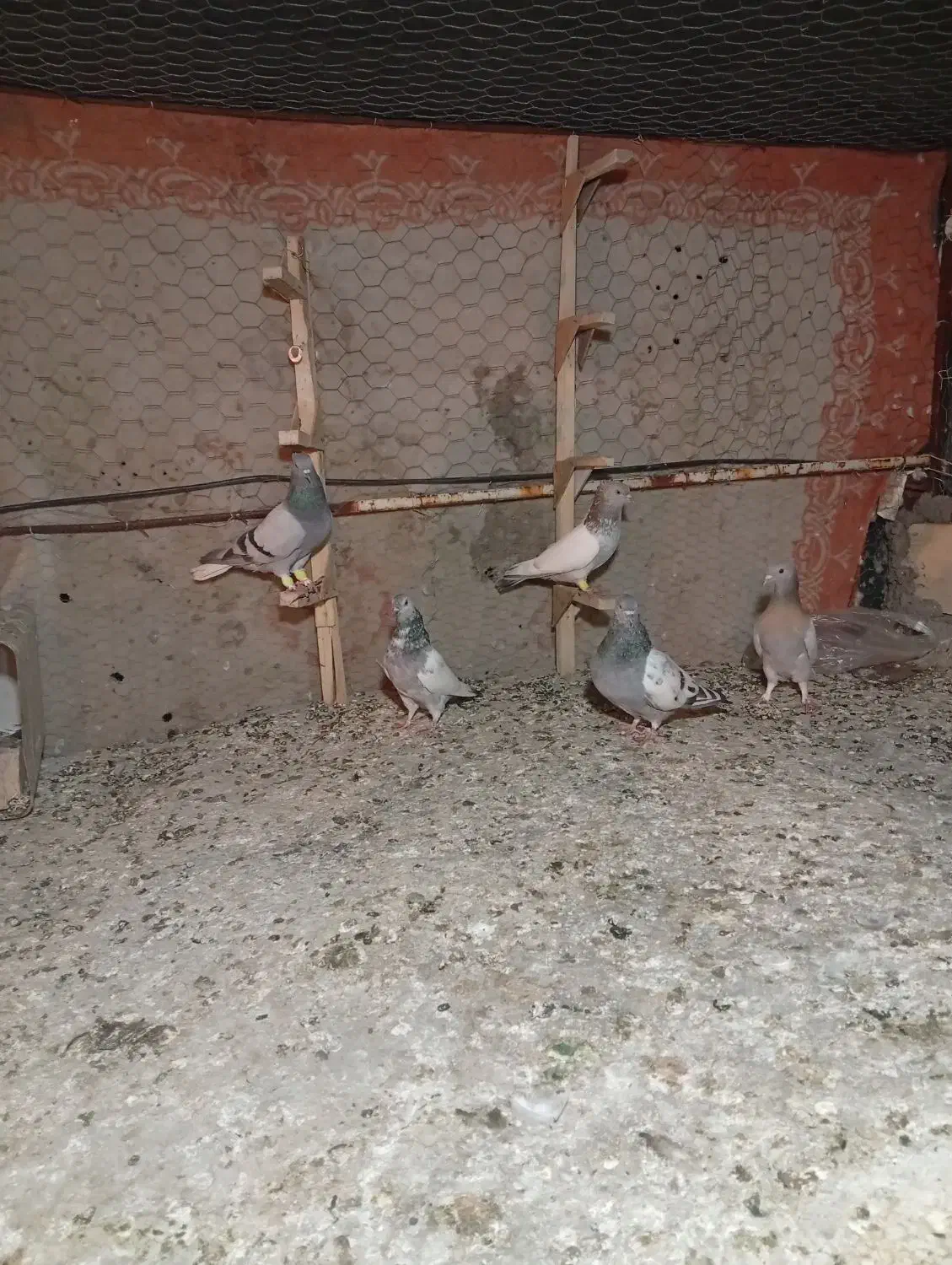 کفتر|پرنده|شیراز, مسلم|دیوار