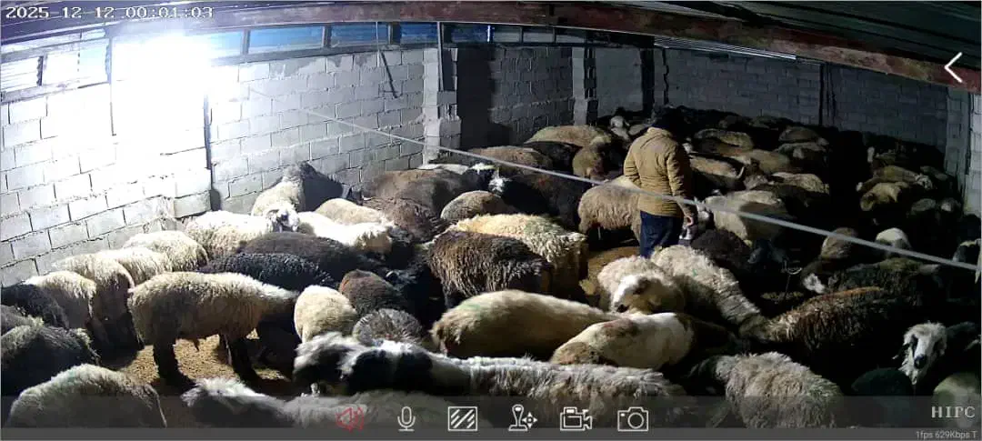 160راس بره نر|حیوانات مزرعه|حسن آباد, |دیوار