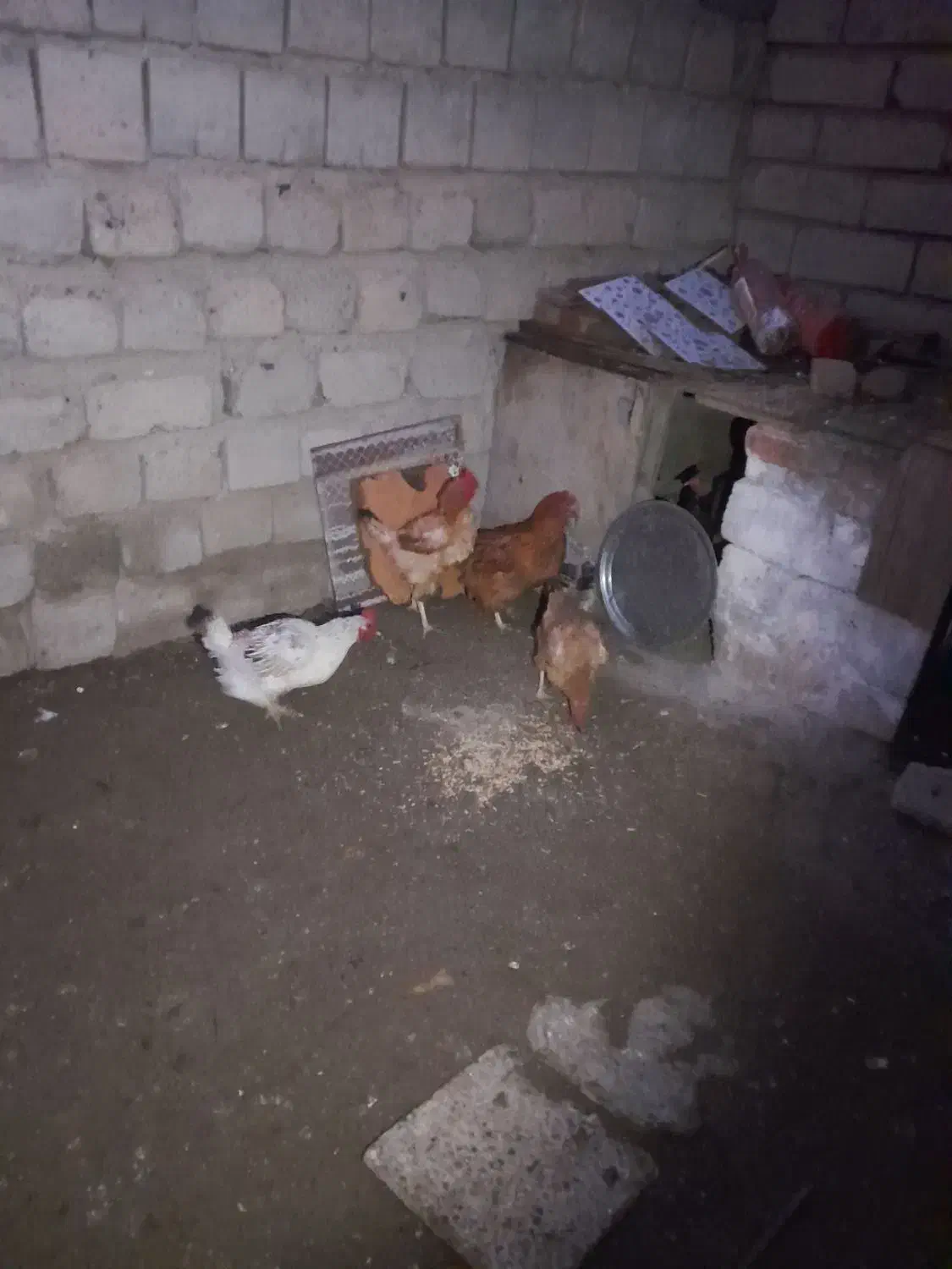 مرغ سرحال|حیوانات مزرعه|انزل, |دیوار