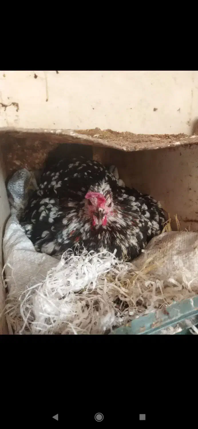 تخم نطفه دار تضمینی گلین لری زیبا|حیوانات مزرعه|میبد, |دیوار