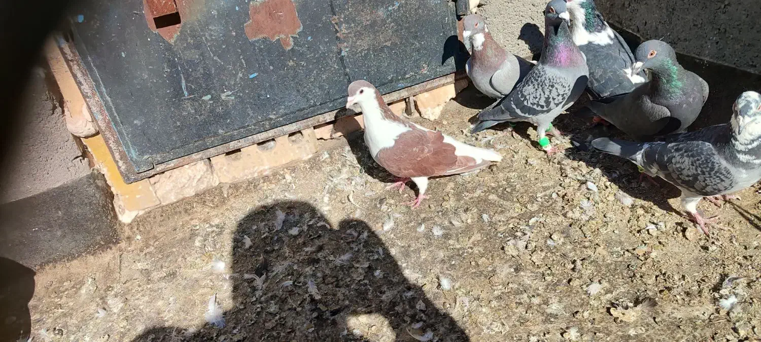 کبوتر|پرنده|ملکآباد, |دیوار