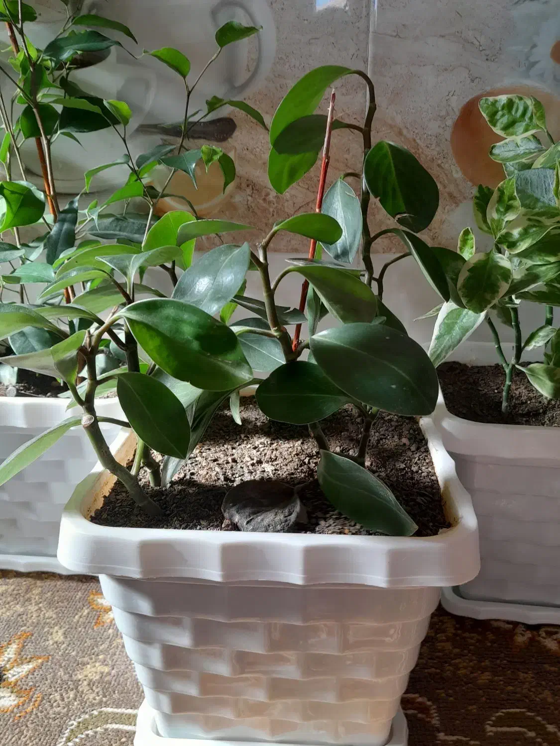 گل خانگی|گل و گیاه طبیعی|بانه, |دیوار