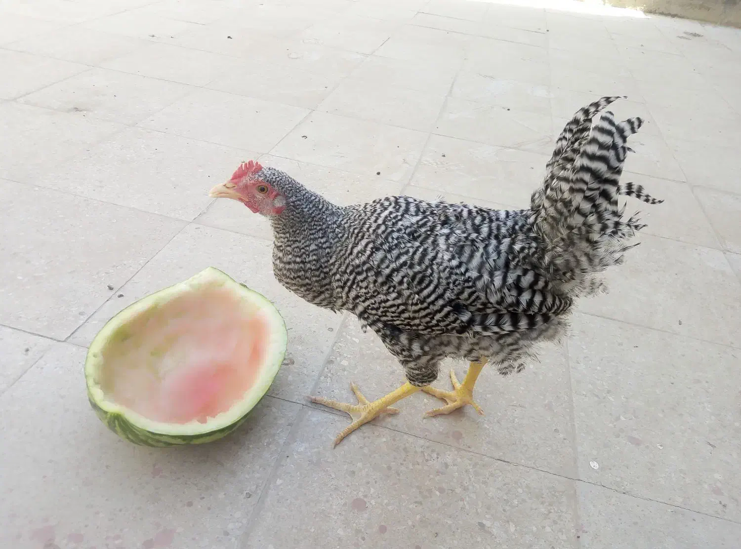 نیمچه خروس ومرغ آمروک اصل|حیوانات مزرعه|یزد, |دیوار