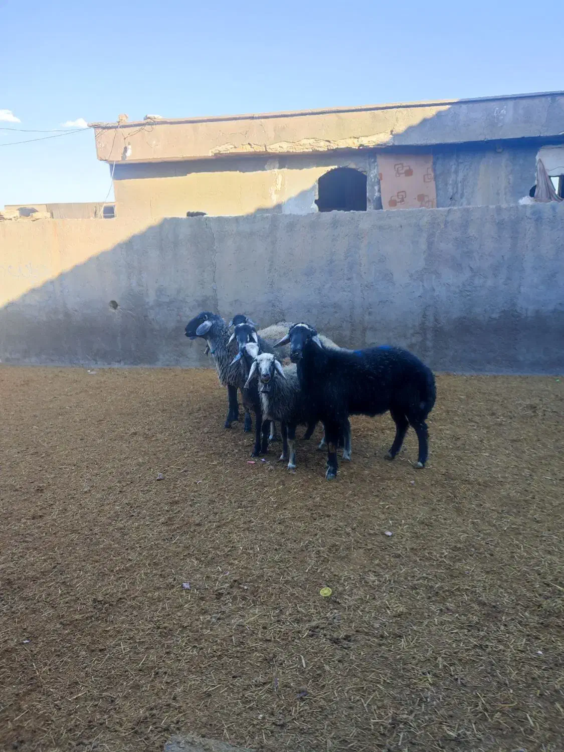 بره شیرخور و خوراک خور میش بز بزغاله بز دوقلو|حیوانات مزرعه|قم, شهر قائم|دیوار