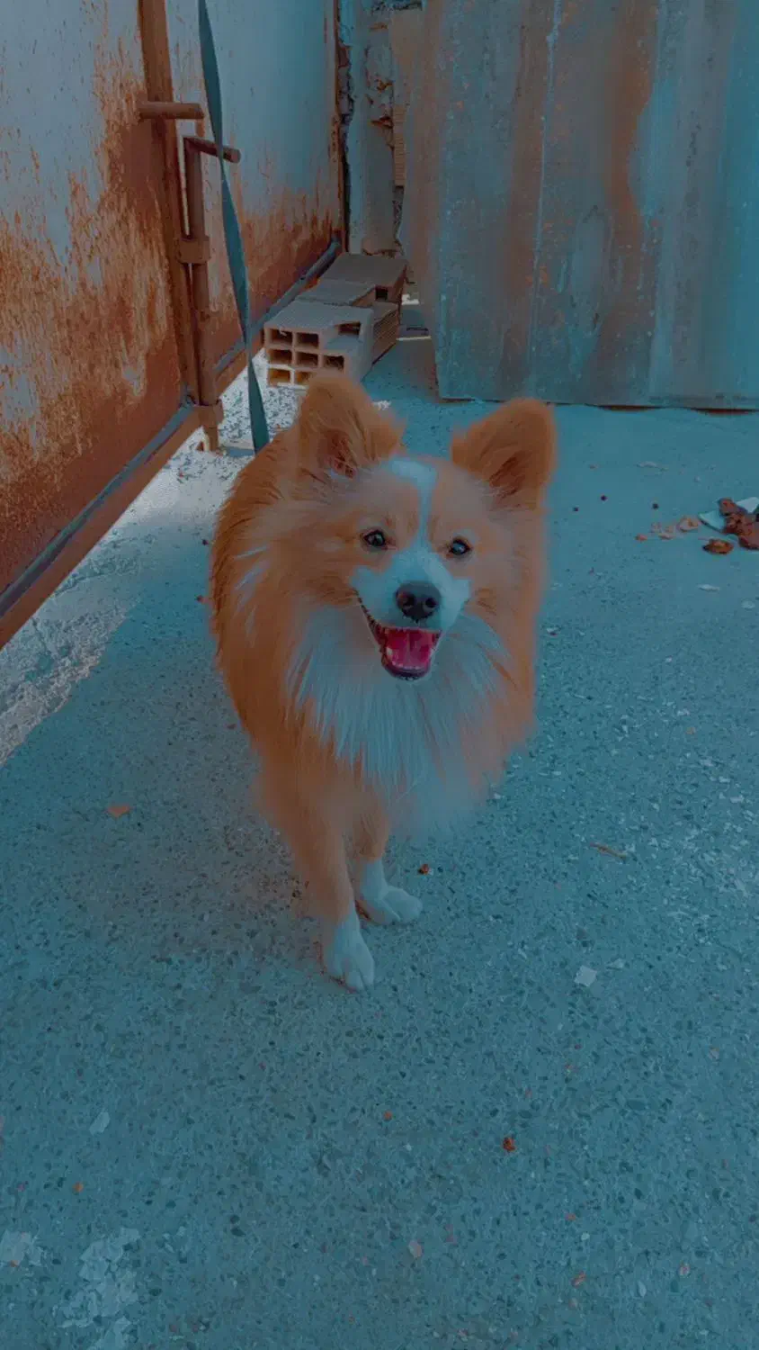 پامر روباهی|سگ|پارسآباد, |دیوار