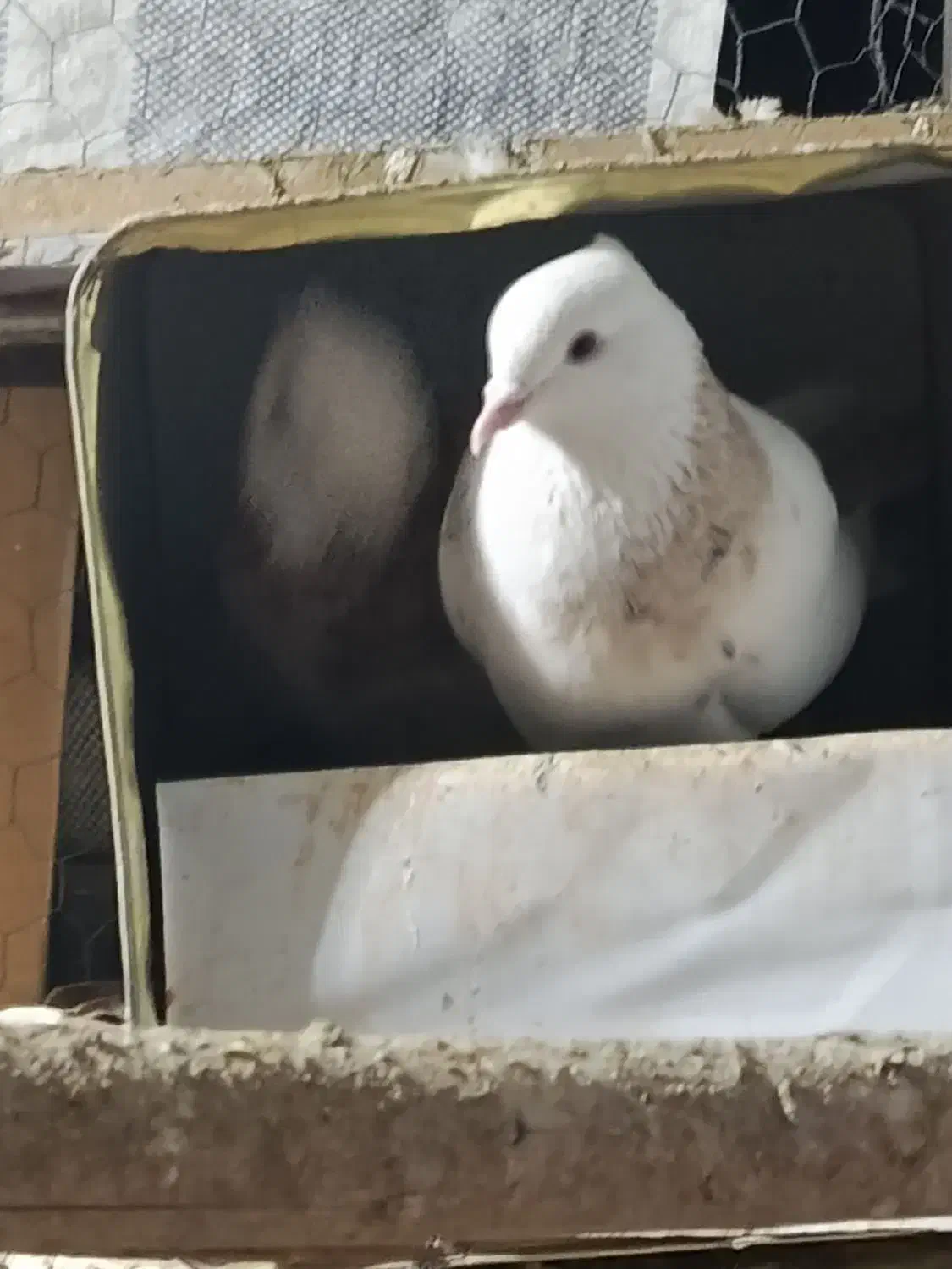 طوقی تمیز جفت عروسک|پرنده|یاسوج, |دیوار