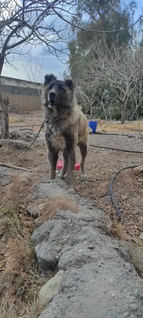 سگ نگهبان قفقازی|سگ|قم, دانش|دیوار