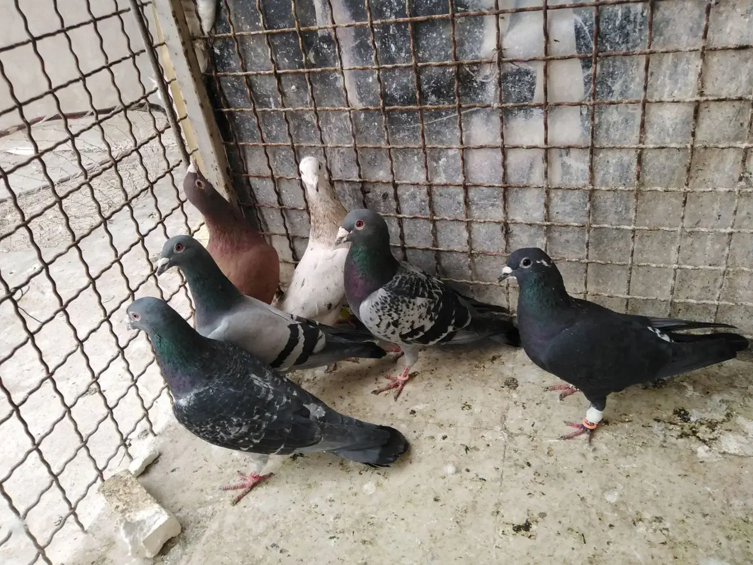 کفتر|پرنده|مشهد, ابوذر|دیوار